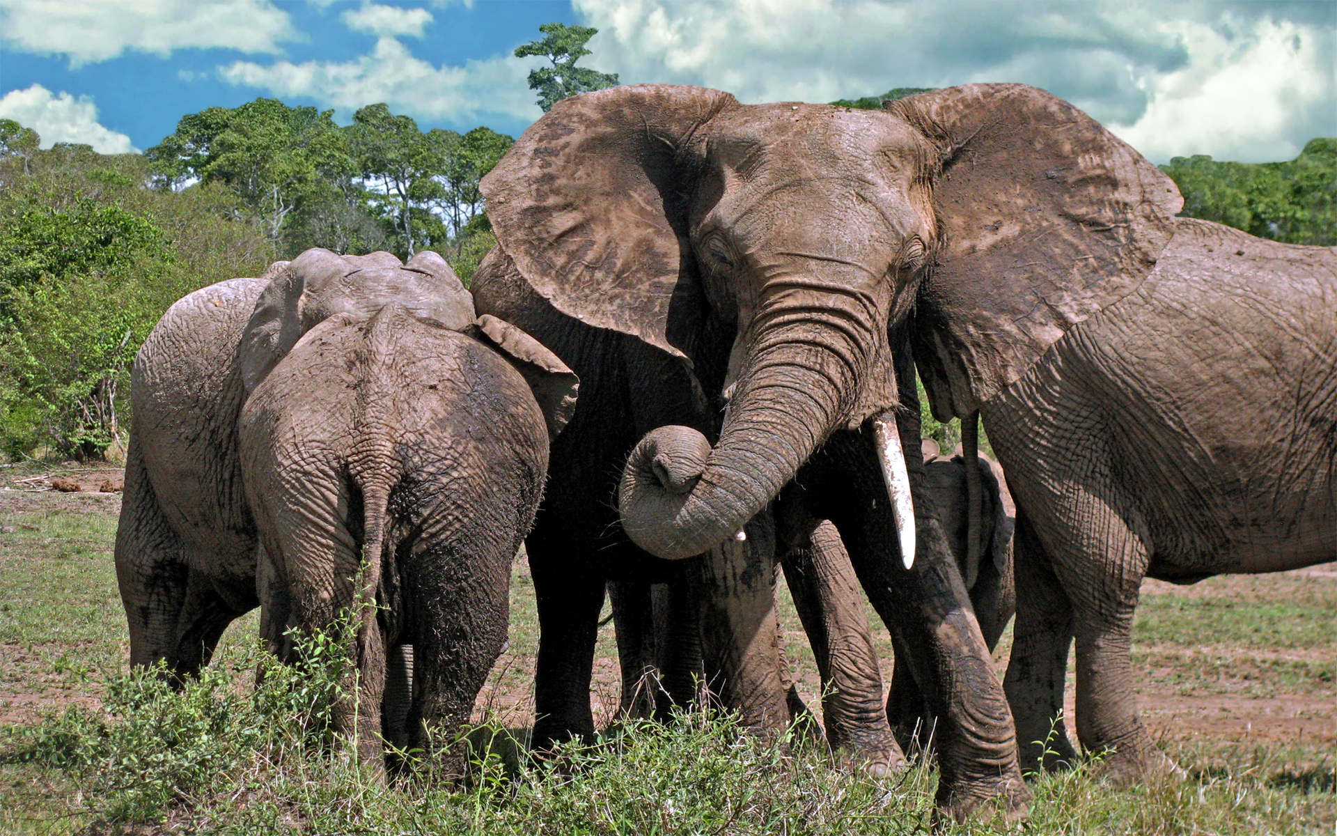 Семейство слоновых